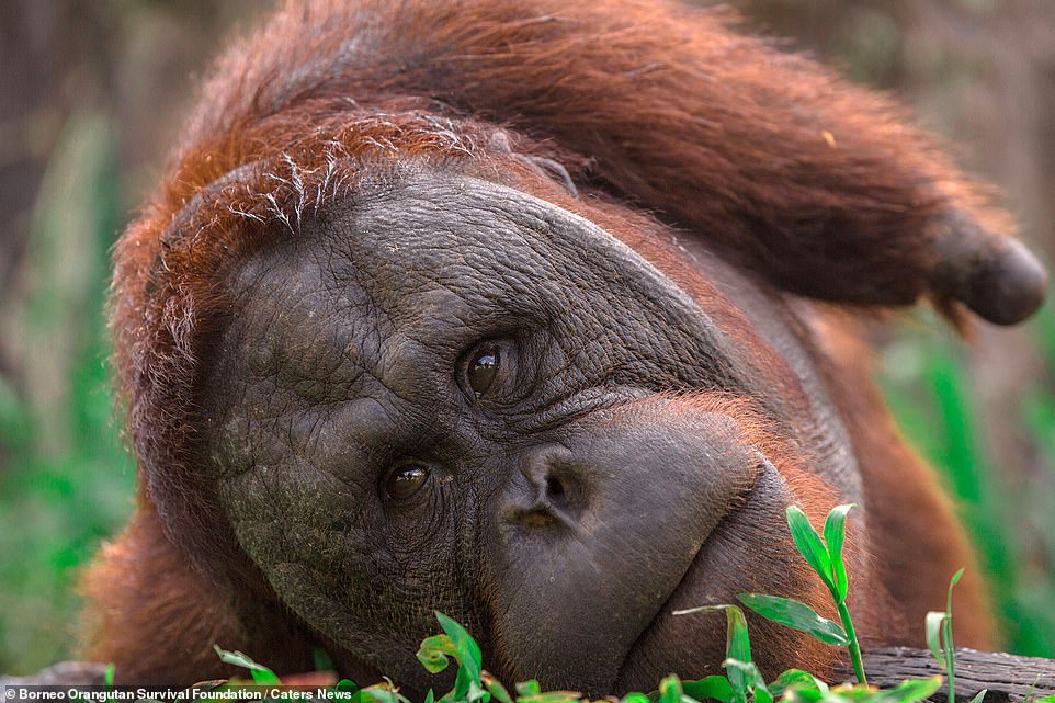  Orangutan  with no arms learns how to climb trees again 