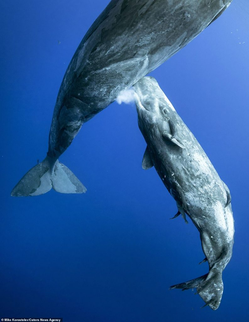 Stunning pictures show mother sperm whale feeding its calf by injecting