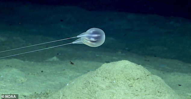 Scientists Identify Eerie New Species Of Deep Sea Jellyfish Using Only High Definition Video Readsector