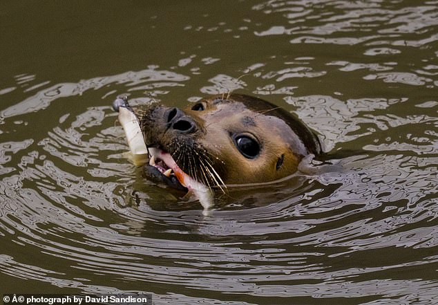 Seal is spotted catching fish in the River Thames despite having