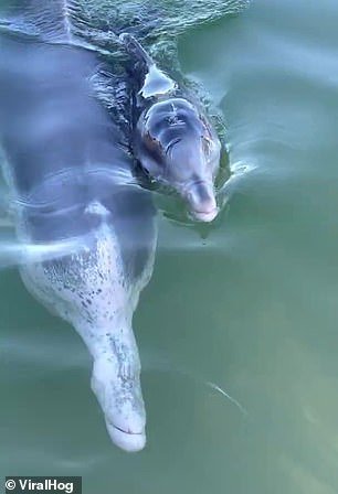 dolphin calf fews weeks old