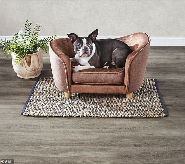 Aldi launches luxury mini sofas for pets for 59.95 sending dog